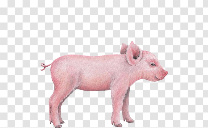 Miniature Pig Wall Decal Sticker Clip Art - Feral Animal - Wildlife Transparent PNG