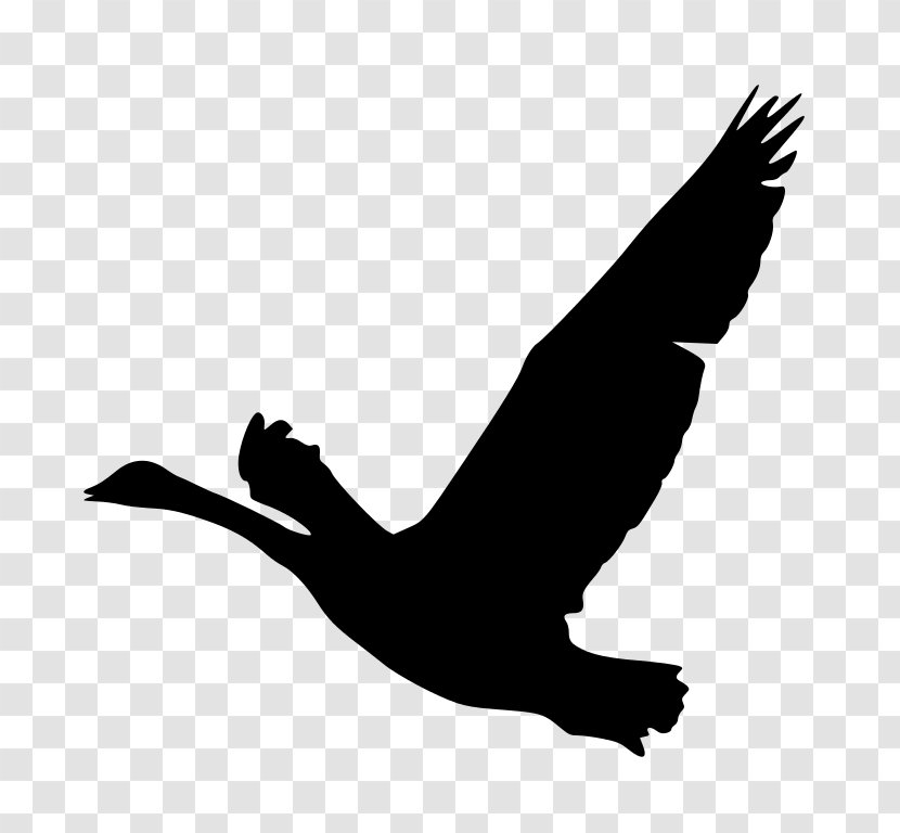 Goose Bird Duck Clip Art - Fauna Transparent PNG