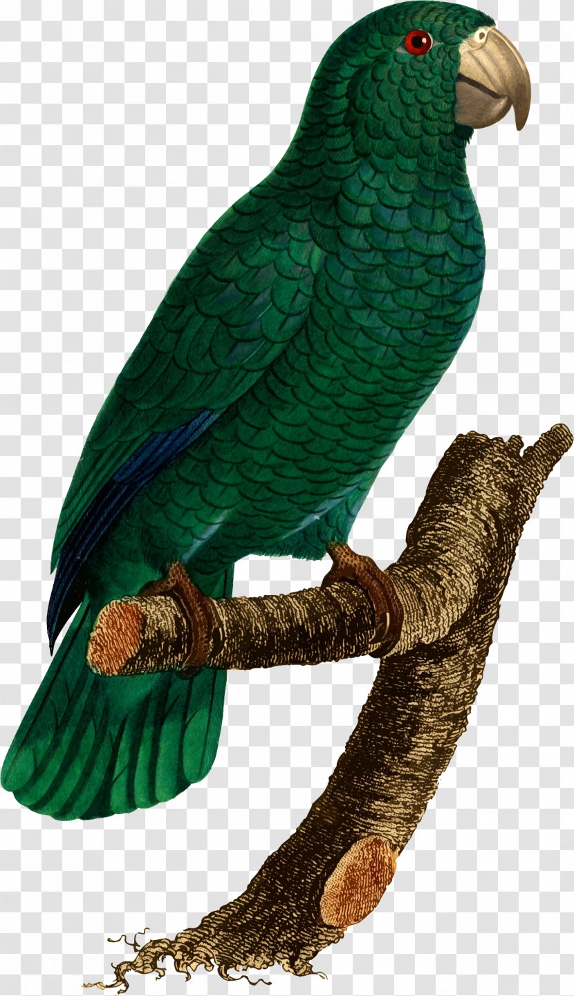 Budgerigar Lovebird Parrot Macaw - Bird Transparent PNG
