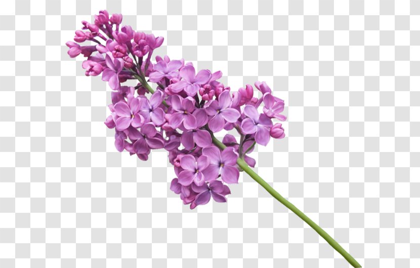 Lilac Clip Art Image Blog - Verbena Transparent PNG