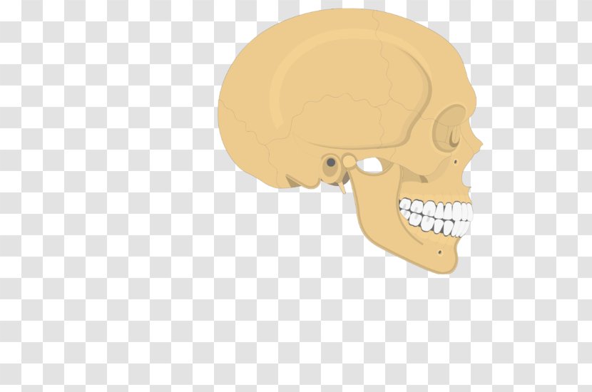 Skull Parietal Bone Temporal Line Human Skeleton Anatomy - Head - Skeletal Muscle Transparent PNG