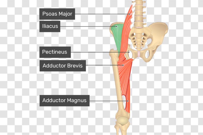 Pectineus Muscle Sartorius Anatomy Human Body - Watercolor - Rectus Femoris Transparent PNG