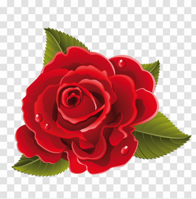 Rose Flower Drawing Red - Photography Transparent PNG