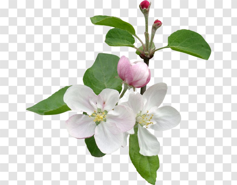 Apples Flower Blossom Petal Clip Art - Flowering Plant Transparent PNG