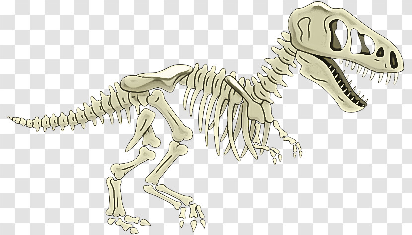 Tyrannosaurus Velociraptor Line Art Skeleton Meter Transparent PNG