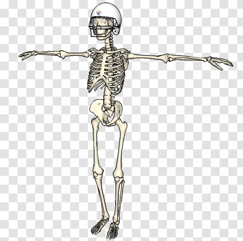 Homo Sapiens Shoulder Skeleton Figurine - Costume Design Transparent PNG