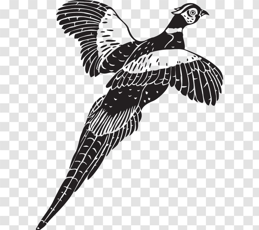 Pheasant Bird Photography Clip Art - Monochrome Transparent PNG