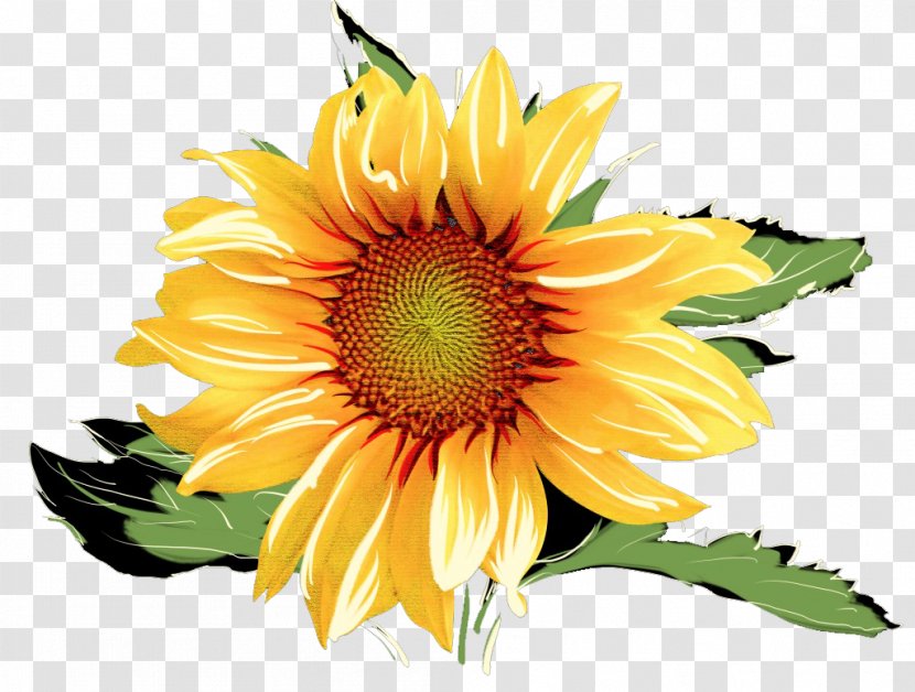Common Sunflower Watercolor Painting - Chrysanths - Sunflowers Transparent PNG