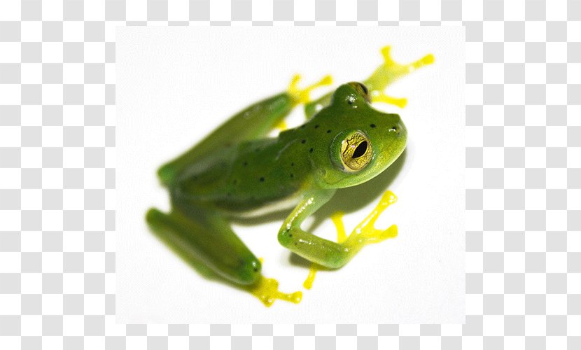 True Frog Tree Toad Transparent PNG