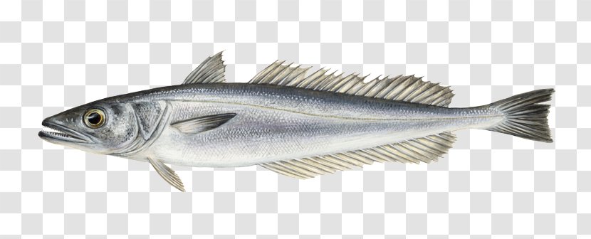 Sardine Fish Products Cod Merluccius Hake - Fauna - Fishing Transparent PNG