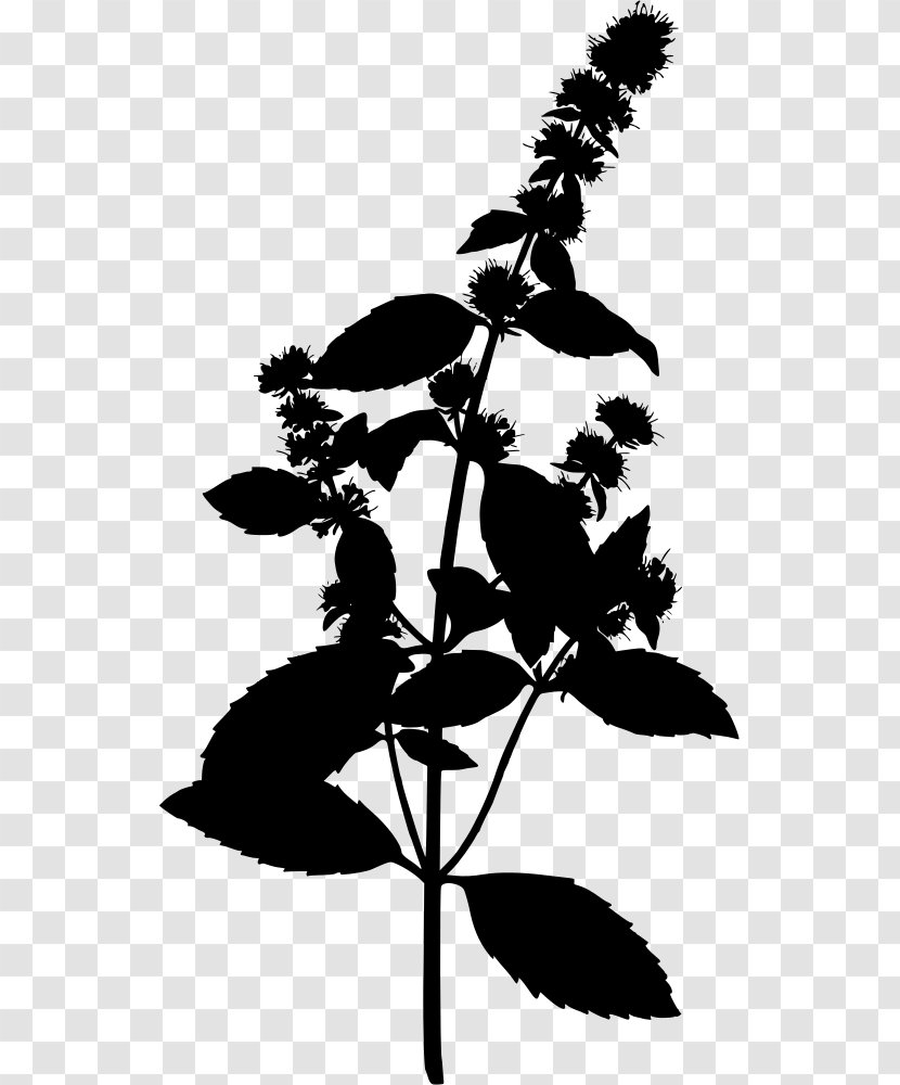 Peppermint Water Mint Herbalism Mentha Spicata - Plant Transparent PNG