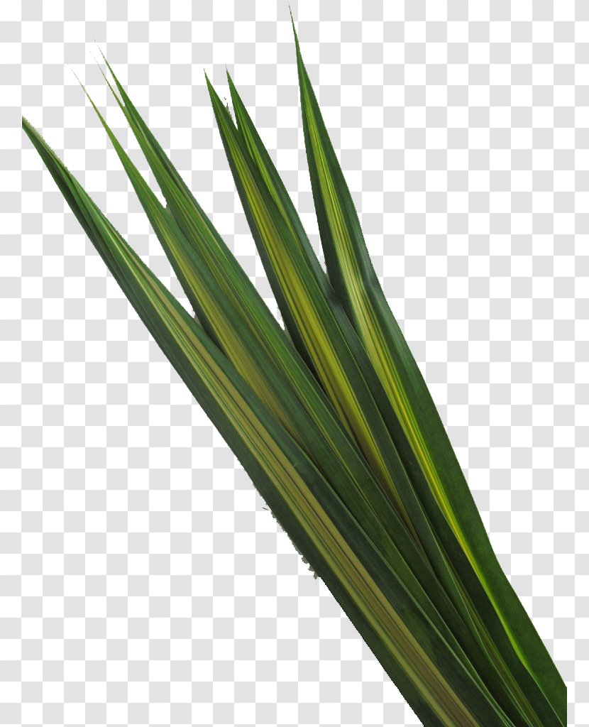 Grass Background - Grasses - Herb Vegetable Transparent PNG