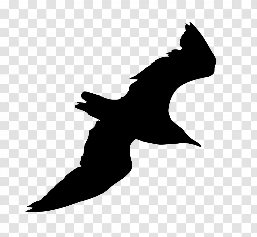 Ivory Gulls Silhouette - Bird - Gull Transparent PNG