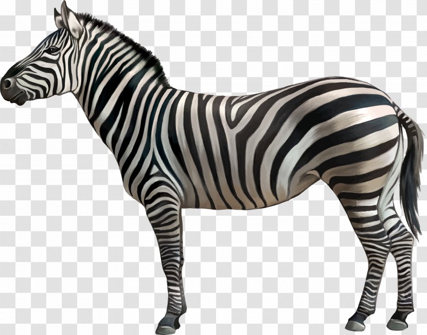 Quagga Zebra Clip Art - Terrestrial Animal Transparent PNG