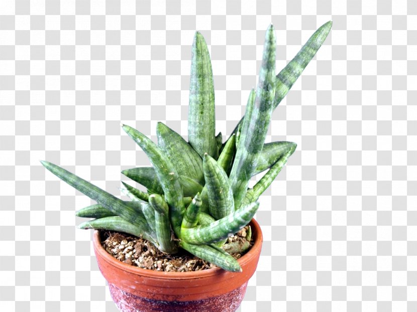Sansevieria Cylindrica Houseplant Flowerpot Aloe Vera Embryophyta - Manica Transparent PNG