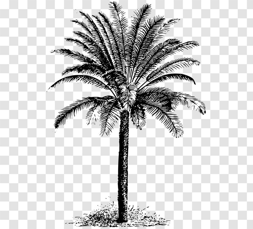 Clip Art Palm Trees Vector Graphics Illustration - White - Tree Drawing key Transparent PNG