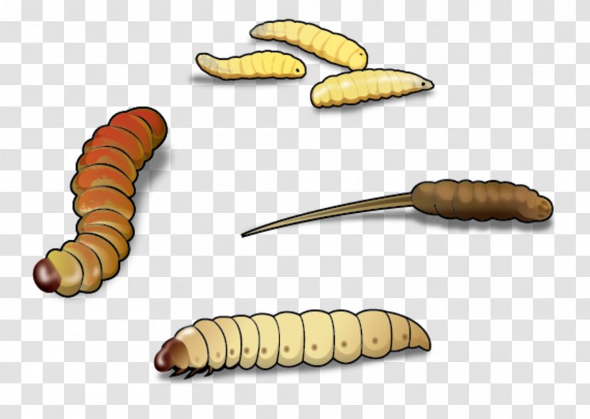 Waxworm Caterpillar Larva Mealworm Insect - Darkling Beetles - Zophobas Morio Transparent PNG