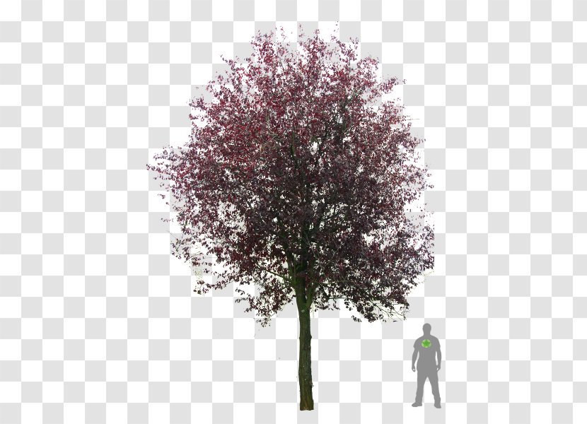 Cherry Plum Blutpflaume Tree Transparent PNG