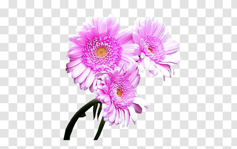 Chrysanthemum Cut Flowers Transvaal Daisy Floral Design - Violeta Transparent PNG