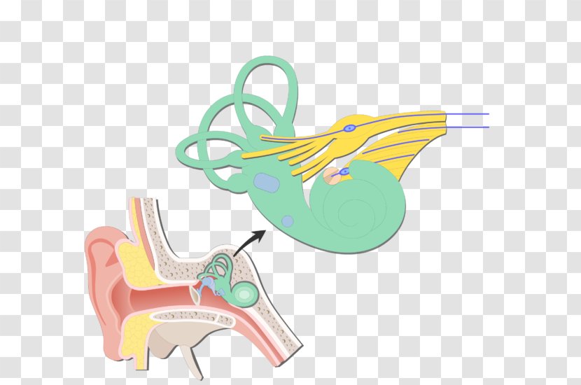 Cochlea Bipolar Neuron Vestibular System Nerve Vestibule Of The Ear - Heart Transparent PNG