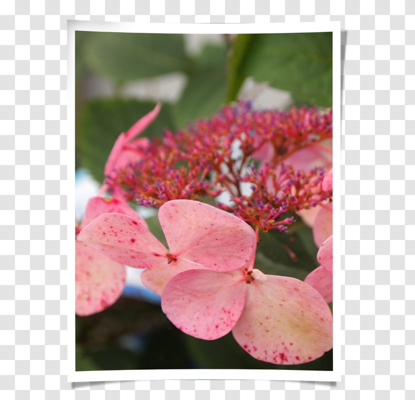 Hydrangeaceae Petal Pink M - Blossom - Hortensie Transparent PNG