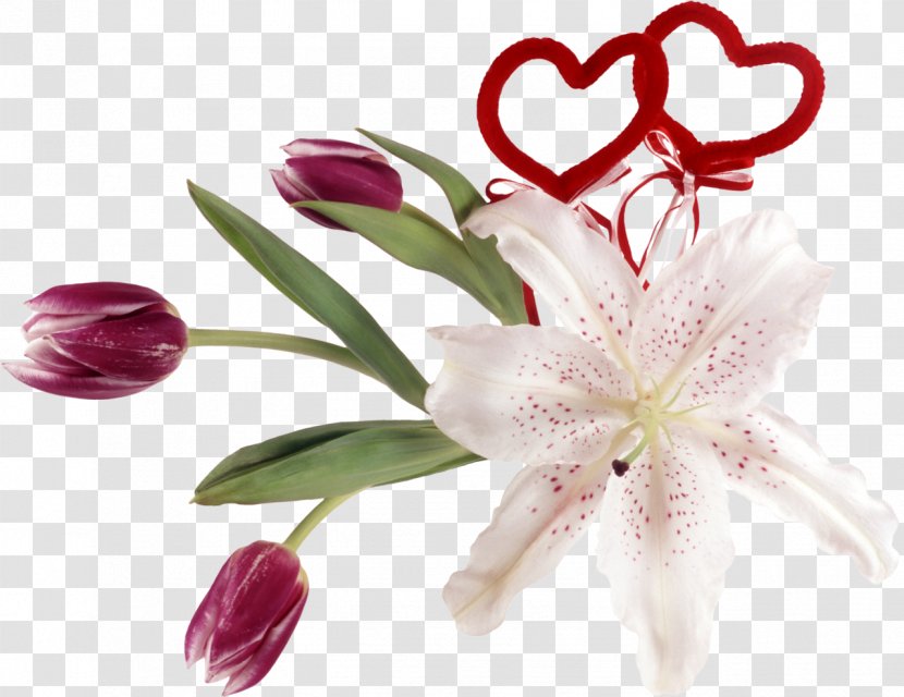 Lilium Desktop Wallpaper Information Garden Roses Clip Art - Blog - Tulip Transparent PNG