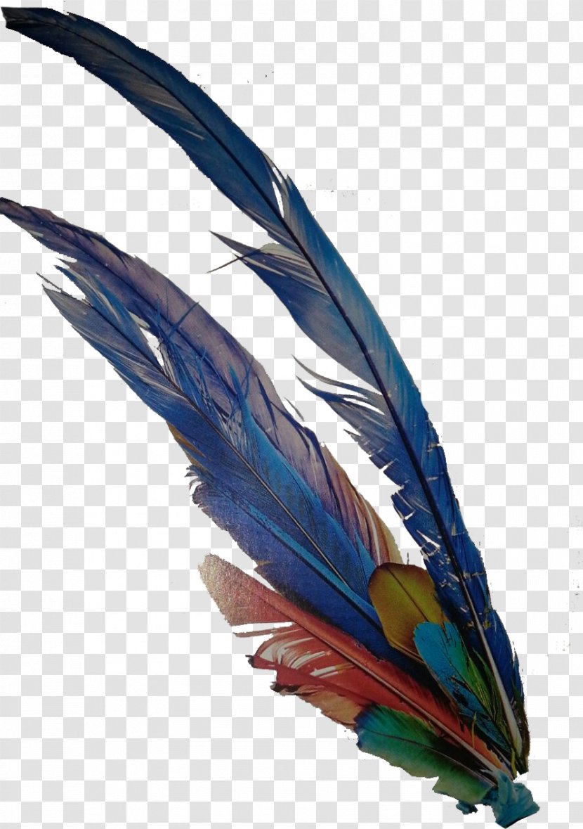 Macaw Cobalt Blue Feather Beak Wing Transparent PNG
