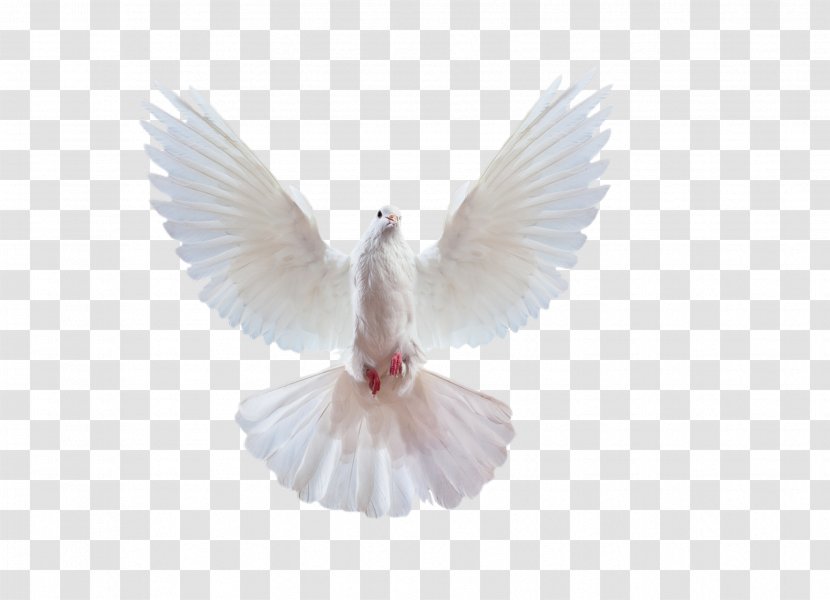 Columbidae Ariel Rapunzel - Wing - Pigeon Transparent PNG
