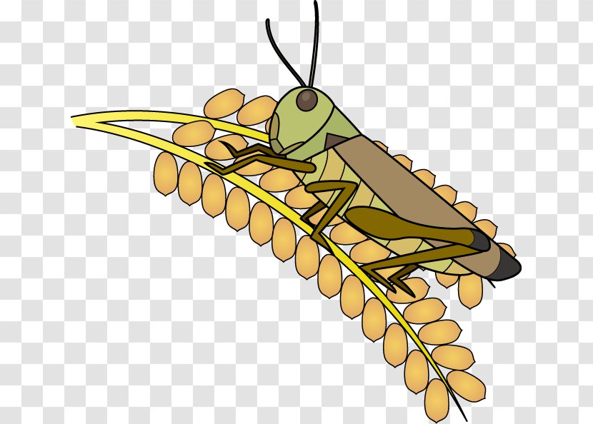 Catantopidae Fly Clip Art Insect Illustration - Leaf - Locust Transparent PNG