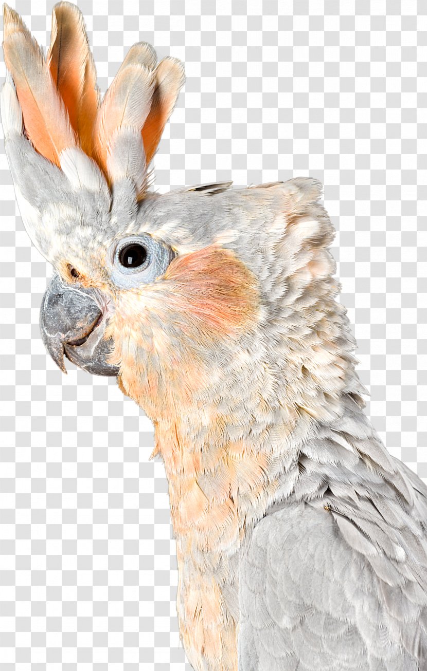 Cockatoo Fauna Beak Feather Transparent PNG