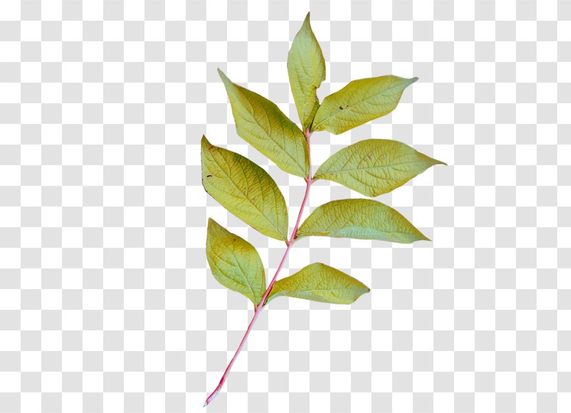 Leaf Image Plant Stem Clip Art - Bukhara Fleeceflower Transparent PNG