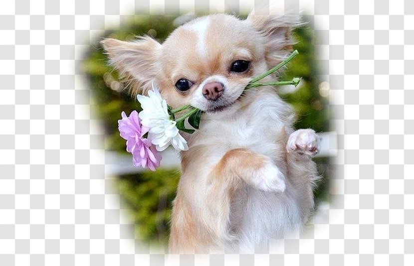 Long-haired Chihuahua Puppy Cat - Dog Breed Group Transparent PNG
