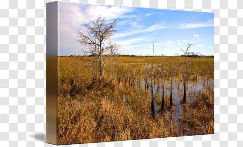 Landscape Ecoregion Bog Wood State Park - Grassland Transparent PNG