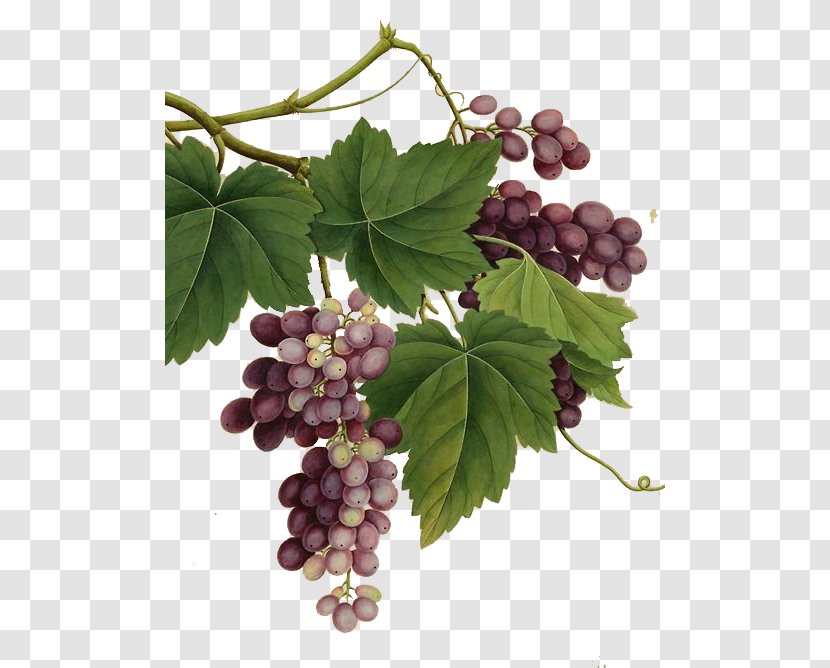 Red Wine Common Grape Vine Vintage - Sultana - Painted A Large Realism Transparent PNG