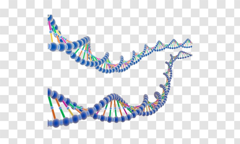 ENCODE DNA Molecular Biology Nucleic Acid Double Helix Research - Human Genome - Two Chain Gene Transparent PNG