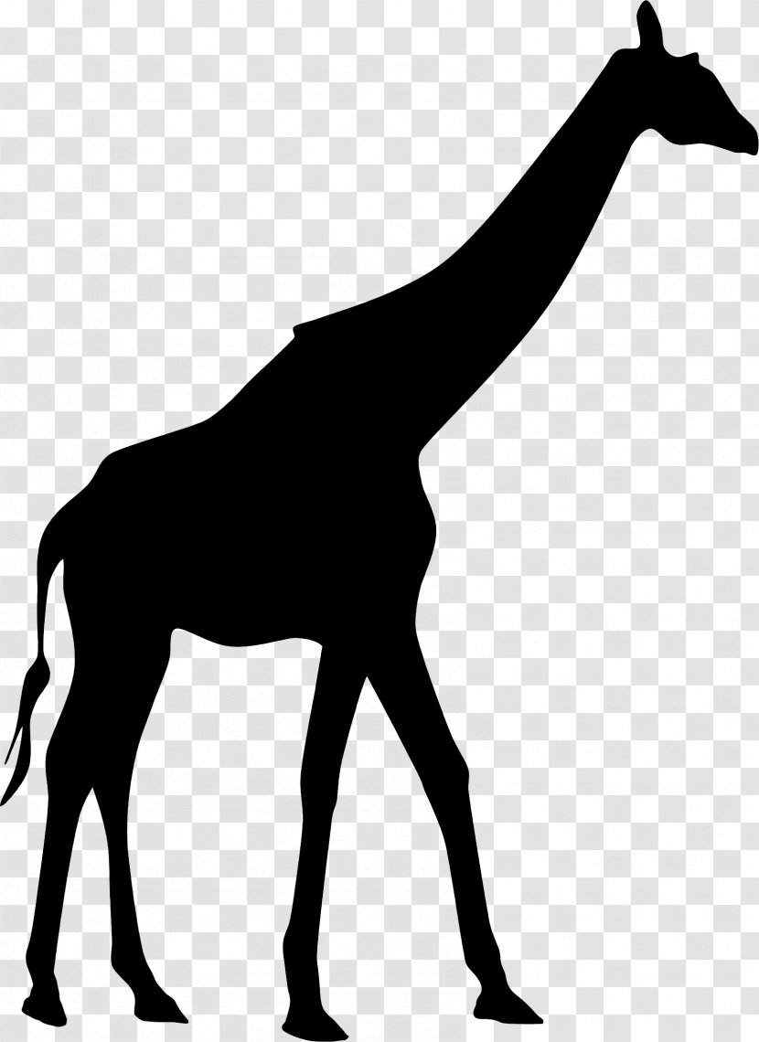 Giraffe Clip Art Vector Graphics Silhouette Stock Photography - Royaltyfree - Organism Transparent PNG