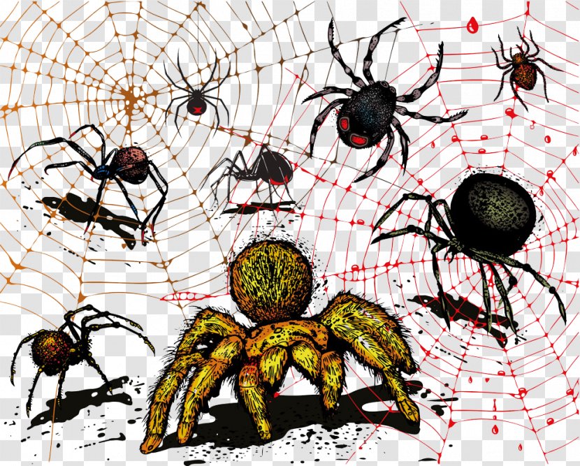 Spider Web Illustration - Art - Vector Transparent PNG