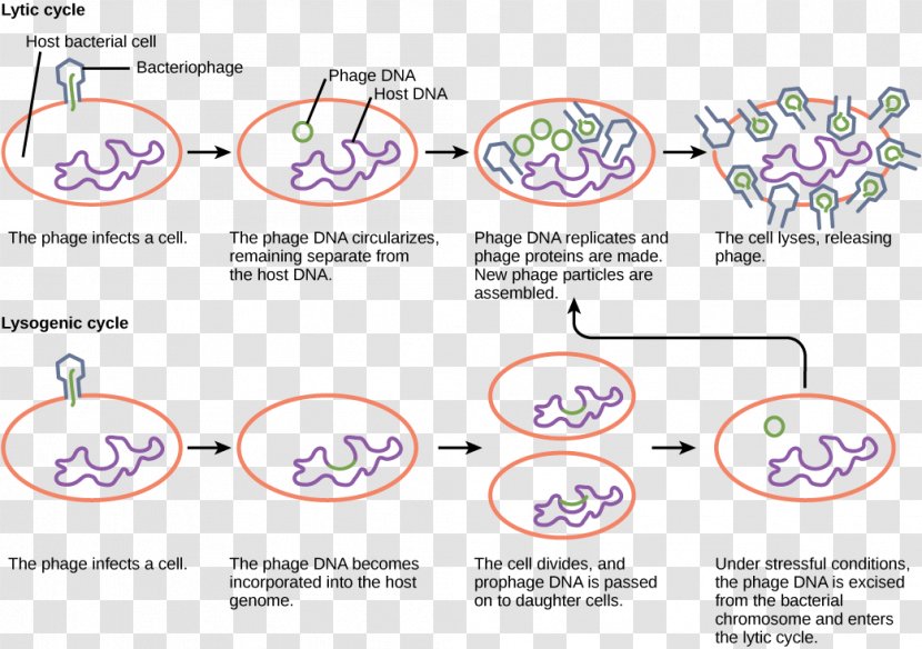 Lysogenic Cycle Lytic Virus Bacteriophage Host - Prophage - Bacterial Map Transparent PNG