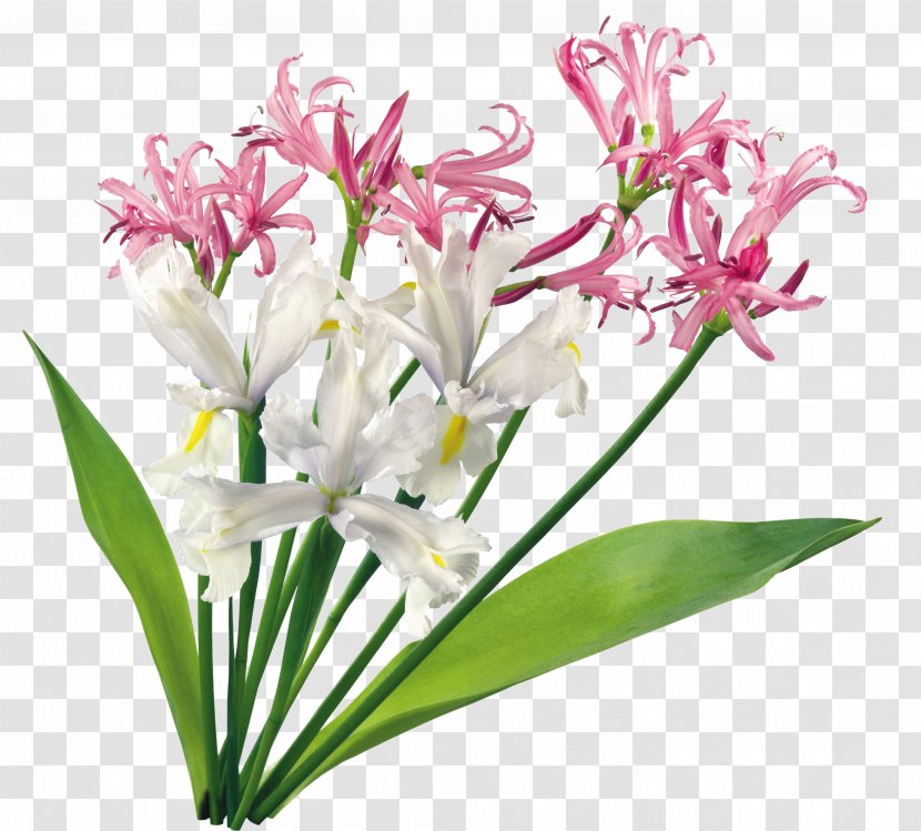 Orchids Cut Flowers Plant - Petal Transparent PNG