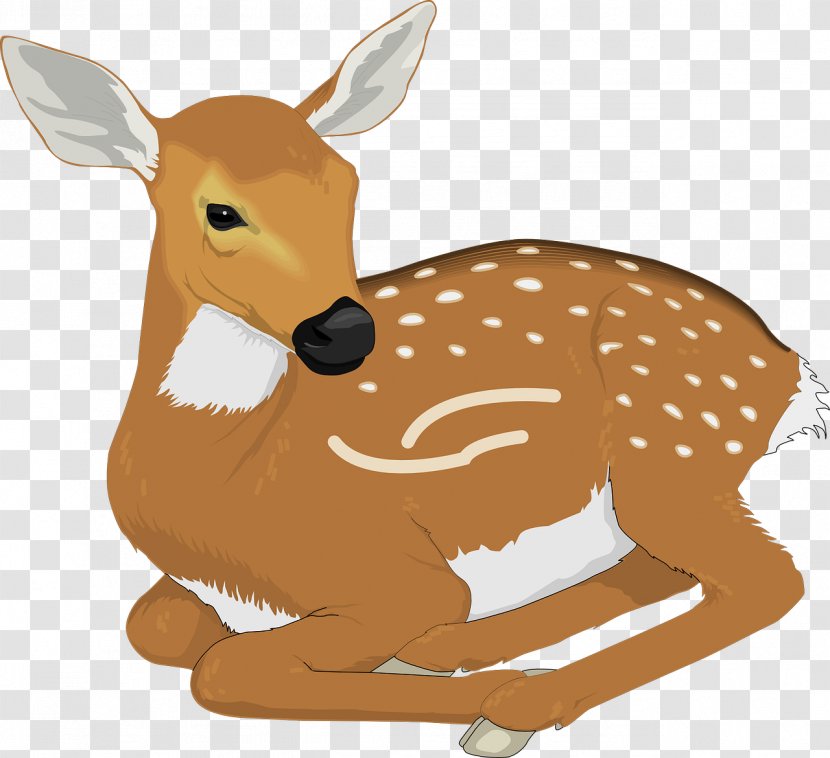 White-tailed Deer Clip Art - Tail - Brown Transparent PNG