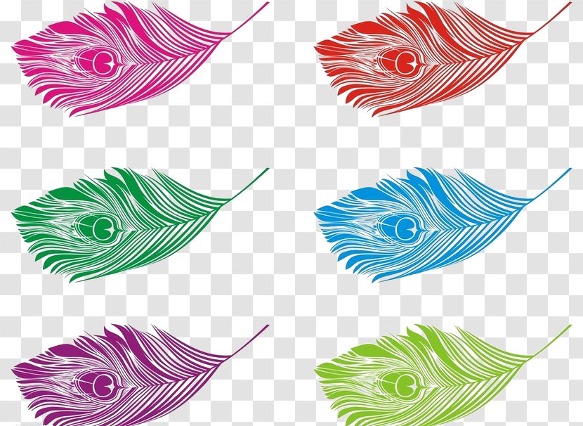 Bird Feather Peafowl Euclidean Vector - Petal - Different Colors Of Peacock Feathers Buckle-free Material Transparent PNG