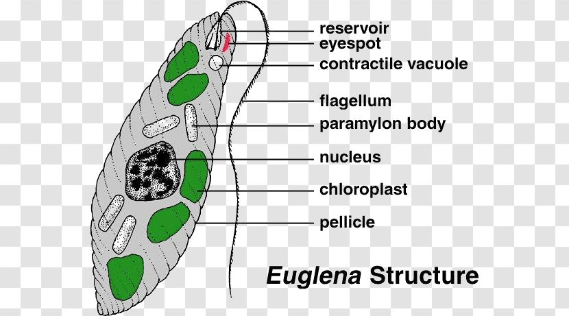 Euglena Cell Protist Diatom Algae - Tree - Plant Transparent PNG