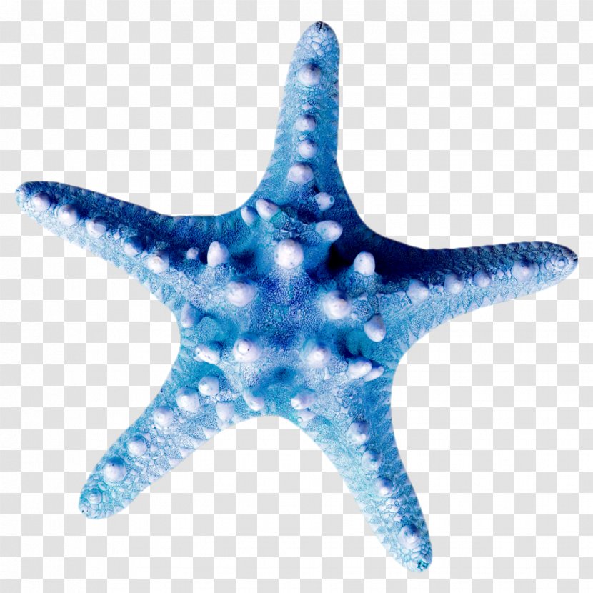 Starfish Clip Art Seashell Echinoderm Marine Biology - Ocean Transparent PNG