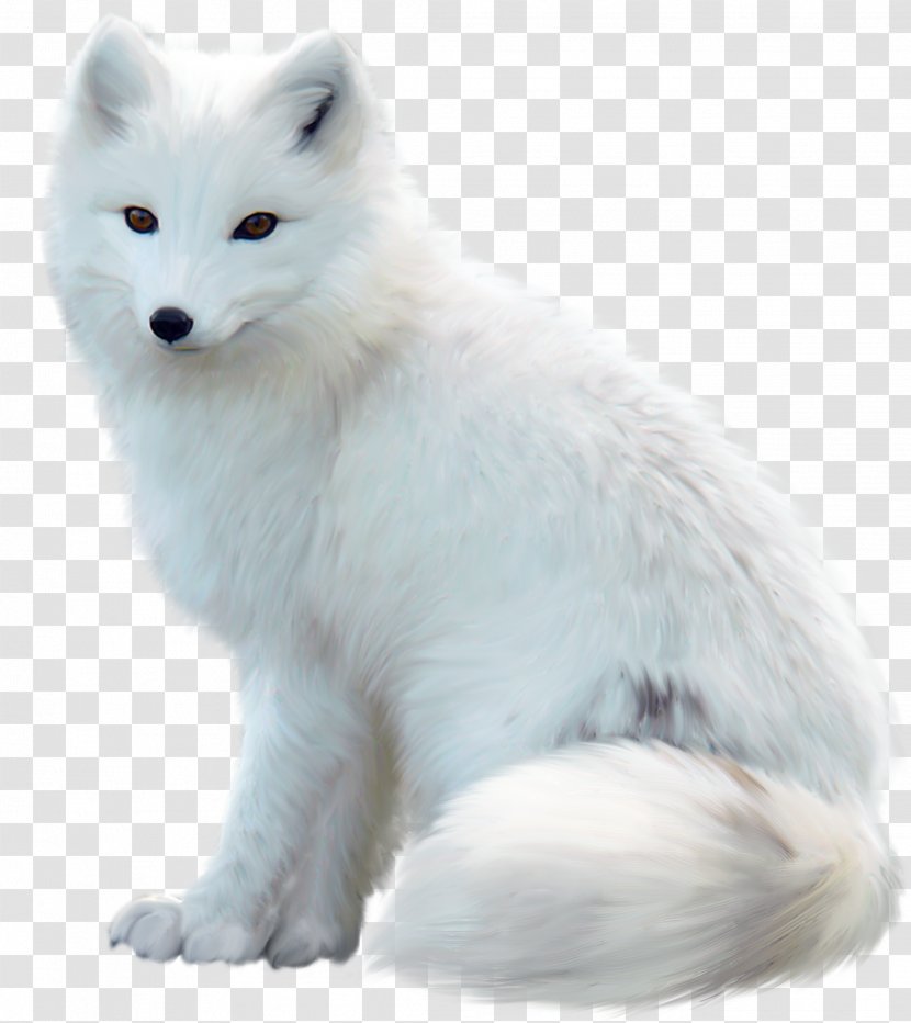 Arctic Fox Maltese Dog Jack Russell Terrier Red Transparent PNG