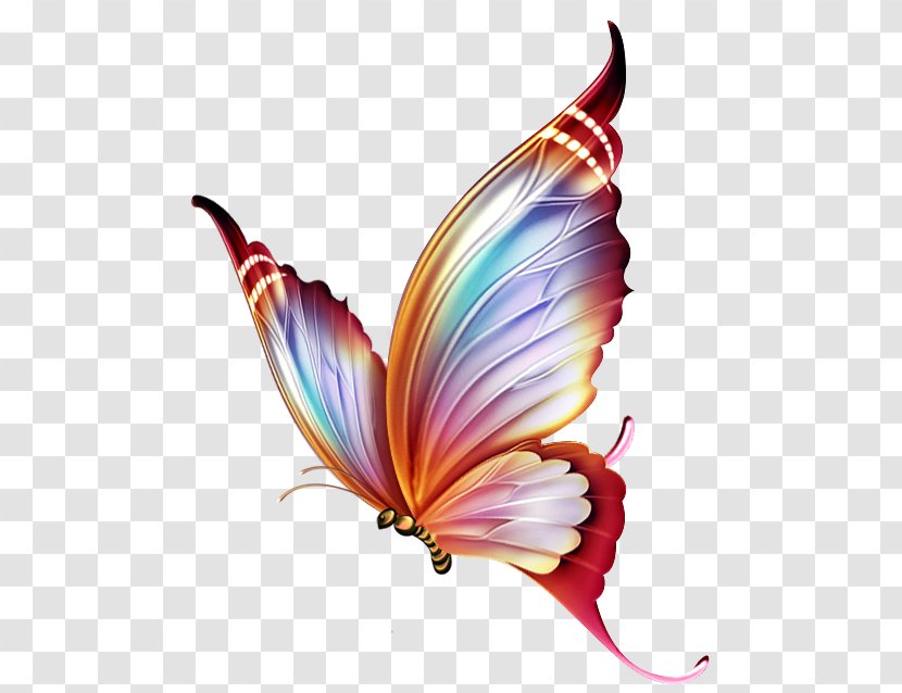 Butterfly Color Drawing Clip Art - Ketupat Transparent PNG