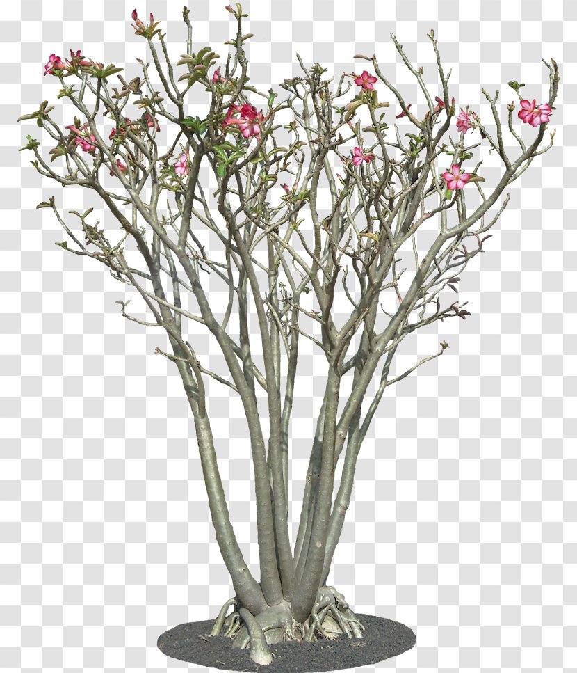 Adenium Obesum Tree Plant Arabicum Shrub - Flora - Bonsai Pruning Transparent PNG