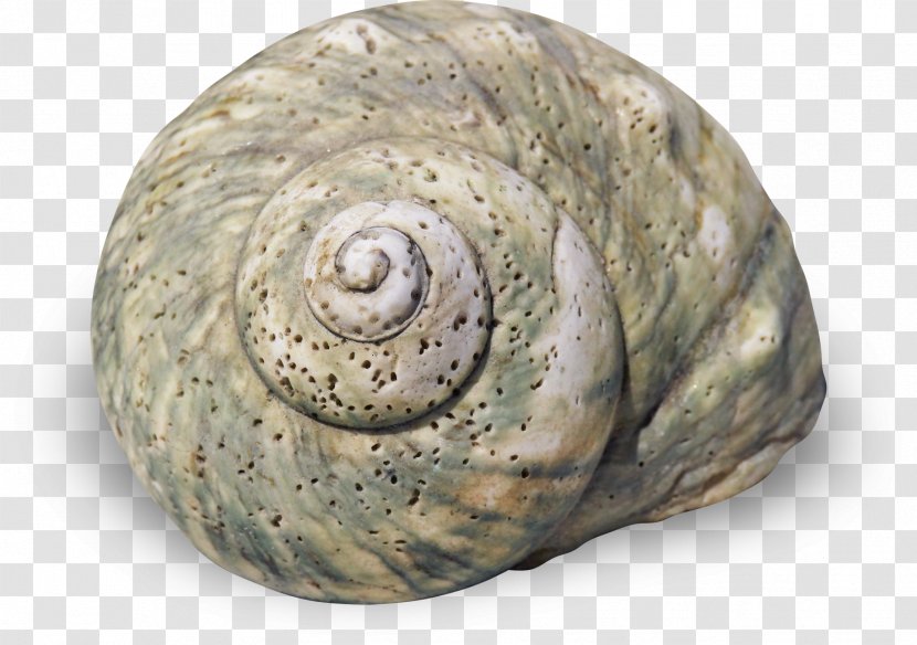 Sea Snail Seashell Gastropod Shell Spiral - Molluscs - Stone Transparent PNG