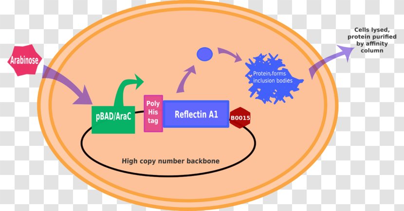 International Genetically Engineered Machine BioBrick Wiki Expression Vector - Diagram - Protein Purification Transparent PNG