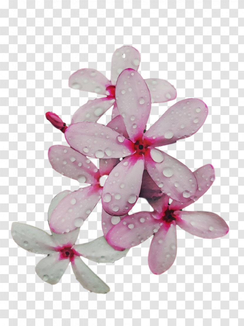 Petal Lilac M Flower Transparent PNG