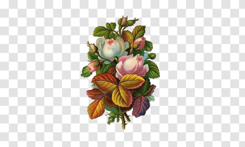 Victorian Era Poster Rose Flower Advertising - Plant - Hand-painted Roses Transparent PNG